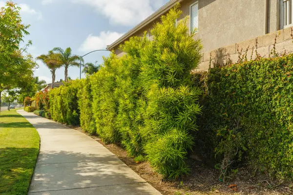 stock image Buddhist Pine, Plum Pine, or Kusamaki ( Podocarpus macrophyllus). Medium-sized evergreen trees close-up in a city park on a bright sunny day