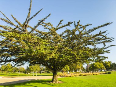 Güneşli bir parkta, geniş dalları olan Monterey Selvi ağacı..