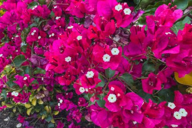 Parlak pembe bougainvillea ortasında küçük beyaz bir çiçekle fren yapar..