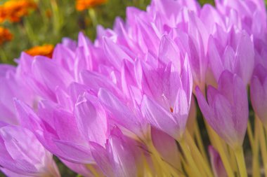 Sonbahar Crocus veya Colchicum Autumnale. Çiçek açan güzel çiçekler