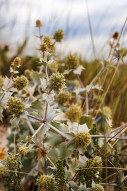 Sea Holly (Eryngium) bitkisi gün doğumunda sahilde olur.
