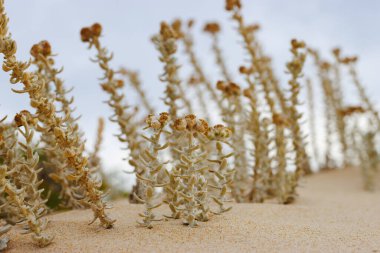 Cottonweed bitkileri bulutlu gökyüzünün altında kumlu kum tepeciklerinde az yetişir..