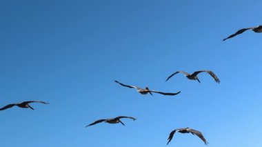 Kahverengi pelikan sürüsü bir düzen içinde uçuyor ve arka planda açık mavi gökyüzü var. Yüksek kalite 4k görüntü