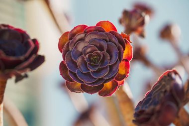 Mor Aeonium, ağaç evi, arka planda açık mavi gökyüzü olan güneşli bir bahçede yakın plan.