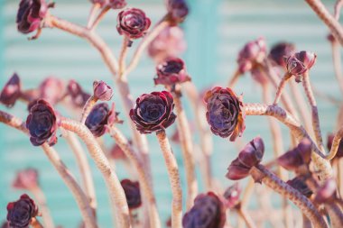 Mor Aeonium, ağaç evi, arka planda açık mavi gökyüzü olan güneşli bir bahçede yakın plan.