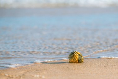 Sahilde, denizin kenarında yalnız bir deniz kabuğu..