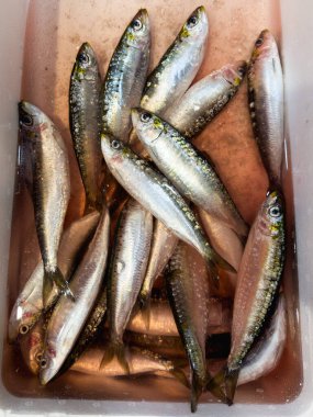 Sergilenen taze sardalyalarla dolu bir konteyner..