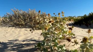 Deniz Holly Eryngium bitkisi gün doğumunda sahilde. Yüksek kalite 4k görüntü