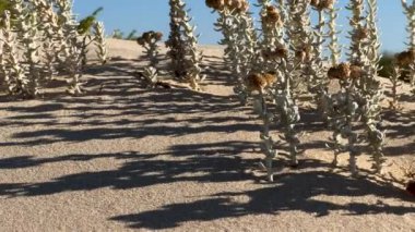 Cottonweed bitkileri kumlu kum tepelerinde seyrek yetişir. Yüksek kalite 4k görüntü