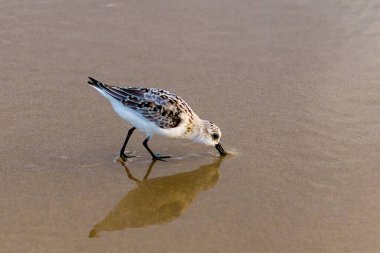 Shorebird sığ sularda duruyor ve yansıması aşağıda görünüyor..