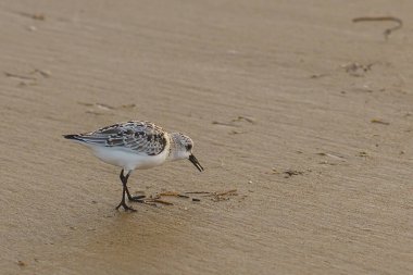 Yiyecek bulmak için kumu gagalayan küçük bir sahil kuşu..
