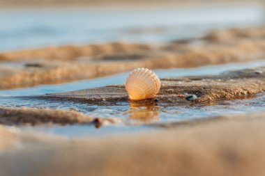 Deniz kabuğu ıslak kumun üzerinde dinleniyor. Yakınlarda yumuşak su dalgaları var..