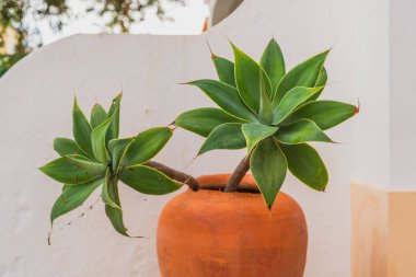 Beyaz bir duvarın yakınındaki portakal tenceresinde sergilenen geniş, dikenli yapraklar..