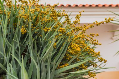 Bir ejderha ağacının sivri yeşil yapraklarından büyüyen sarı tomurcuklar..