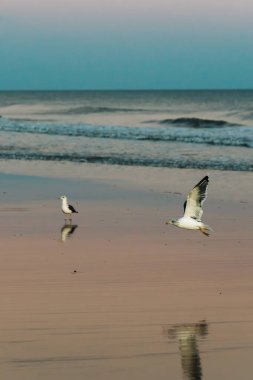 Sahilde uçan bir martı, kumdan izleyen ikinci bir kuşun yansımasıdır..