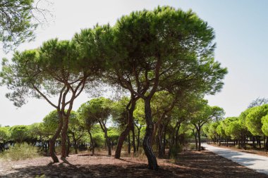 Canlı yeşil tepeli çam ağaçları huzurlu bir doğal yürüyüş yolu oluşturuyor..