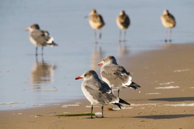 Gün batımında kumsaldaki kuşlar. Martılara yakın çekim, Kaliforniya sahil şeridinde güzel deniz dalgaları.