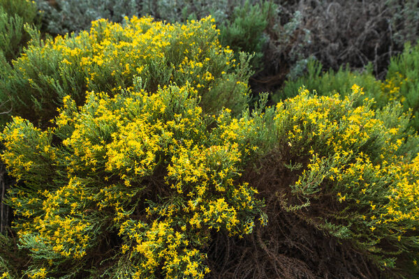 California Goldenbush (Ericameria ericoides) is a flowering shrub in daisy family. It grows in the sand dunes and coastal hills, California Central Coast