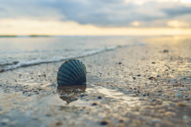 Parlak sular alacakaranlıktaki kumlu sahilde tek bir deniz kabuğunu yansıtır.