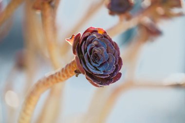 Purple Aeonium, the tree houseleeks, close-up in a sunny garden with clear blue sky in the background clipart