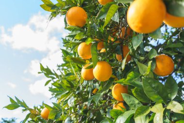 Sulu portakallar güneşte güneşlenir, hasat için hazır..