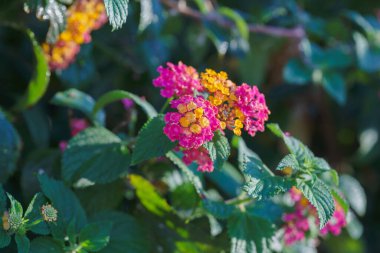 Lantana Camara, sarı, turuncudan pembe çiçeklere sahip küçük, uzun ömürlü bir çalılık, güneşli bir bahçede yakın plan.