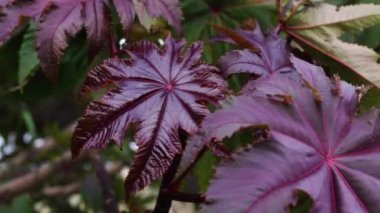 Hint yağı fabrikası, Ricinus komünü, uzun yapraklı uzun ömürlü bitki. Sanayide ve tıpta kullanılan hintyağı kaynağı. Yüksek kalite 4k görüntü