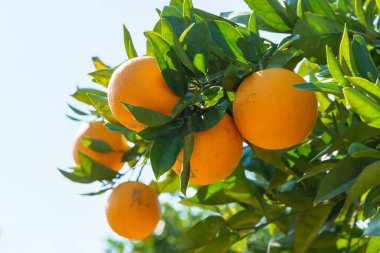 Olgun meyveli portakal ağaçları güneşli bir meyve bahçesinde yetişiyor..