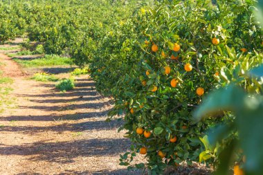 Güneşli bir meyve bahçesinde düzgün sıralarda yetişen portakal ağaçları..