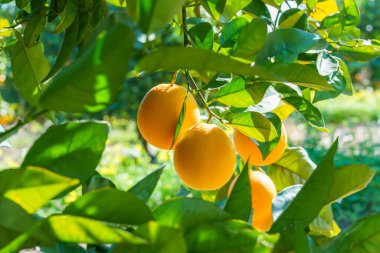 Olgun portakallar ağaçtan sarkan yeşil yapraklarla çevrili güneş ışığı altında..
