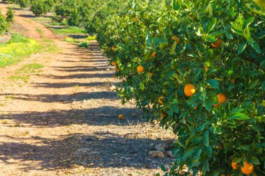 Yumuşak bir yamaçta güneşli bir meyve bahçesinde yeşeren yemyeşil portakal ağaçları..
