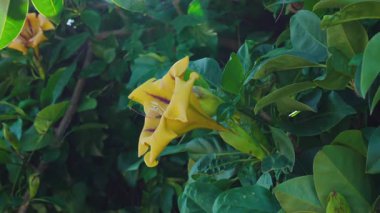 Solandra maxima çiçeği, Sarı Altın Şarap Kadehi, yemyeşil yapraklarla güneş ışığının altında parlıyor. Yüksek kalite 4k görüntü