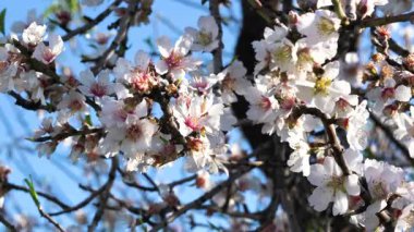 Beyaz badem, parlak mavi gökyüzünün altında nektar toplayan bir arıyla çiçek açar. Yüksek kalite 4k görüntü