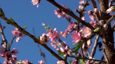 Açık mavi gökyüzünün altında canlı şeftali çiçekleri açar, baharı karşılar. Yüksek kalite 4k görüntü