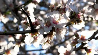 Pembe merkezli beyaz badem çiçekleri açık mavi gökyüzüne karşı bir ağaç dalında çiçek açıyor. Yüksek kalite 4k görüntü