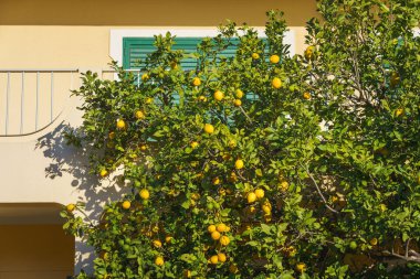 Olgun ve olgunlaşmamış meyvelerle dolu limon ağacı Akdeniz tarzı bir evde yetişiyor..