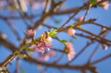 Bal arısı güneşli bir bahar gününde çiçek açan şeftali çiçeğini döller..