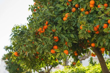 Meyvelerle dolu yemyeşil portakal ağaçları gün ışığında canlı ve taze bir manzara yaratır..