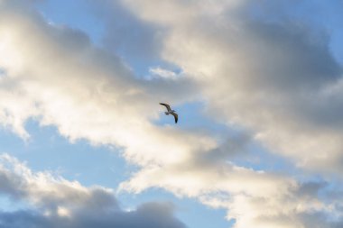 Zarif kuş mavi ve altın bulutlardan oluşan bir arka planda süzülüyor..