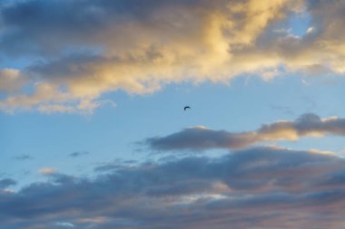 Yumuşak bulutlarla dolu bir gökyüzünde süzülen martı..
