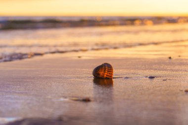 Sıcak güneş ışığı, sakin kıyı şeridinde yalnız bir kabuktan yansıyor..