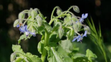 Yıldız çiçekleri, Borage, canlı mavi yıldız çiçekleri ve kıllı saplı bitkiler. Yüksek kalite 4k görüntü