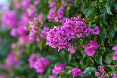 Bougainvillea çiçek açar, bahçeye biraz renk katar..