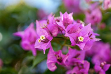 Canlı bougainvillea çiçeklerinin yakın çekimlerinde karmaşık taç yaprakları ve minik çiçekleri sergilenir..