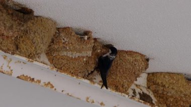 Tavan boyunca inşa edilmiş bir çamur yuvasına tünemiş bir kırlangıç. Yüksek kalite 4k görüntü