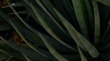 Dracaena Draco yapraklarının yakın çekim sarı meyve kümeleriyle. Yüksek kalite 4k görüntü