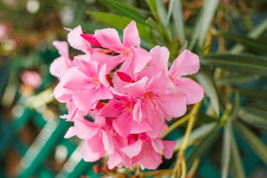 Canlı pembe zakkumlar Yeşilliğin ortasında dikiliyorlar.