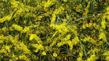 Altın gerdan çiçekleri yeşil yapraklarla parlak bir kontrast oluşturur. Yüksek kalite 4k görüntü