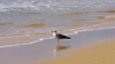 Martı sakin bir plajda dalgaların kenarında duruyor. Yüksek kalite 4k görüntü