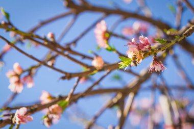 Arı, parlak mavi gökyüzünün altında narin pembe şeftali çiçeklerinden nektar toplar..